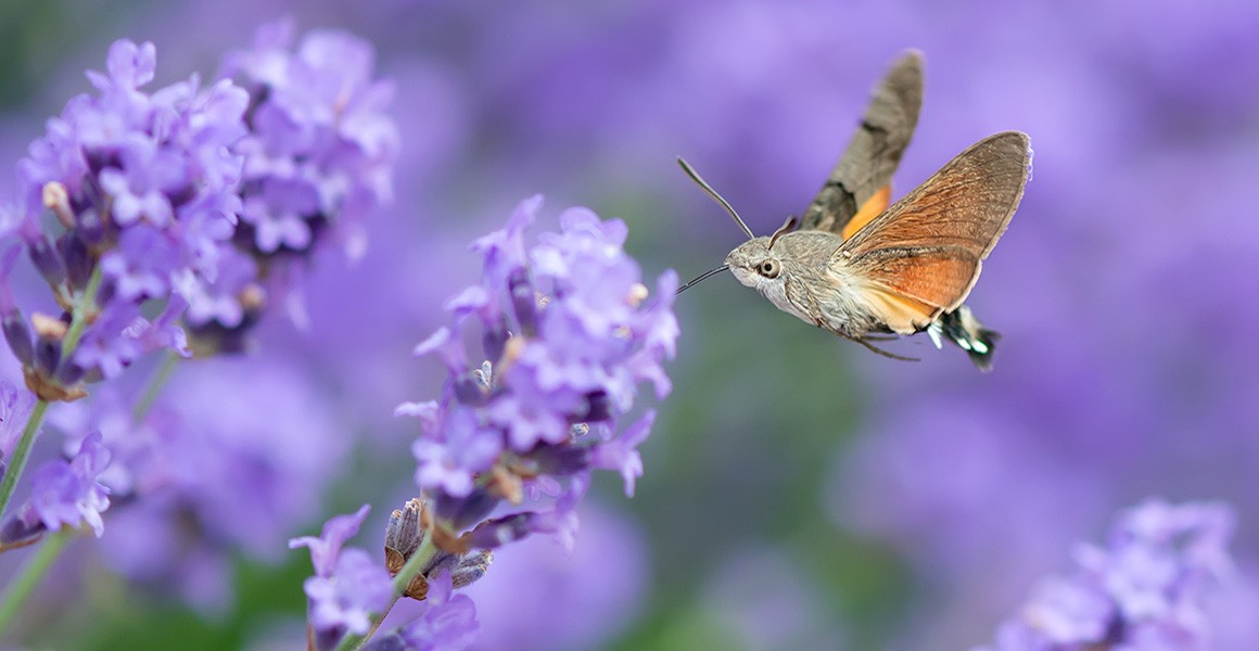 Ch. 1: Major Threats on the Insect Pollinators in India