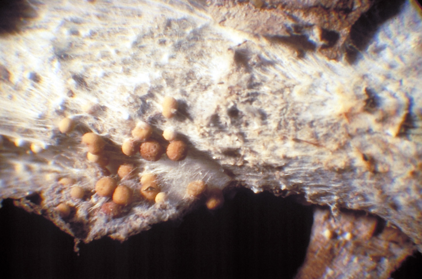 Ch.1: Biocontrol of Test Pathogen Sclerotium Rolfsii