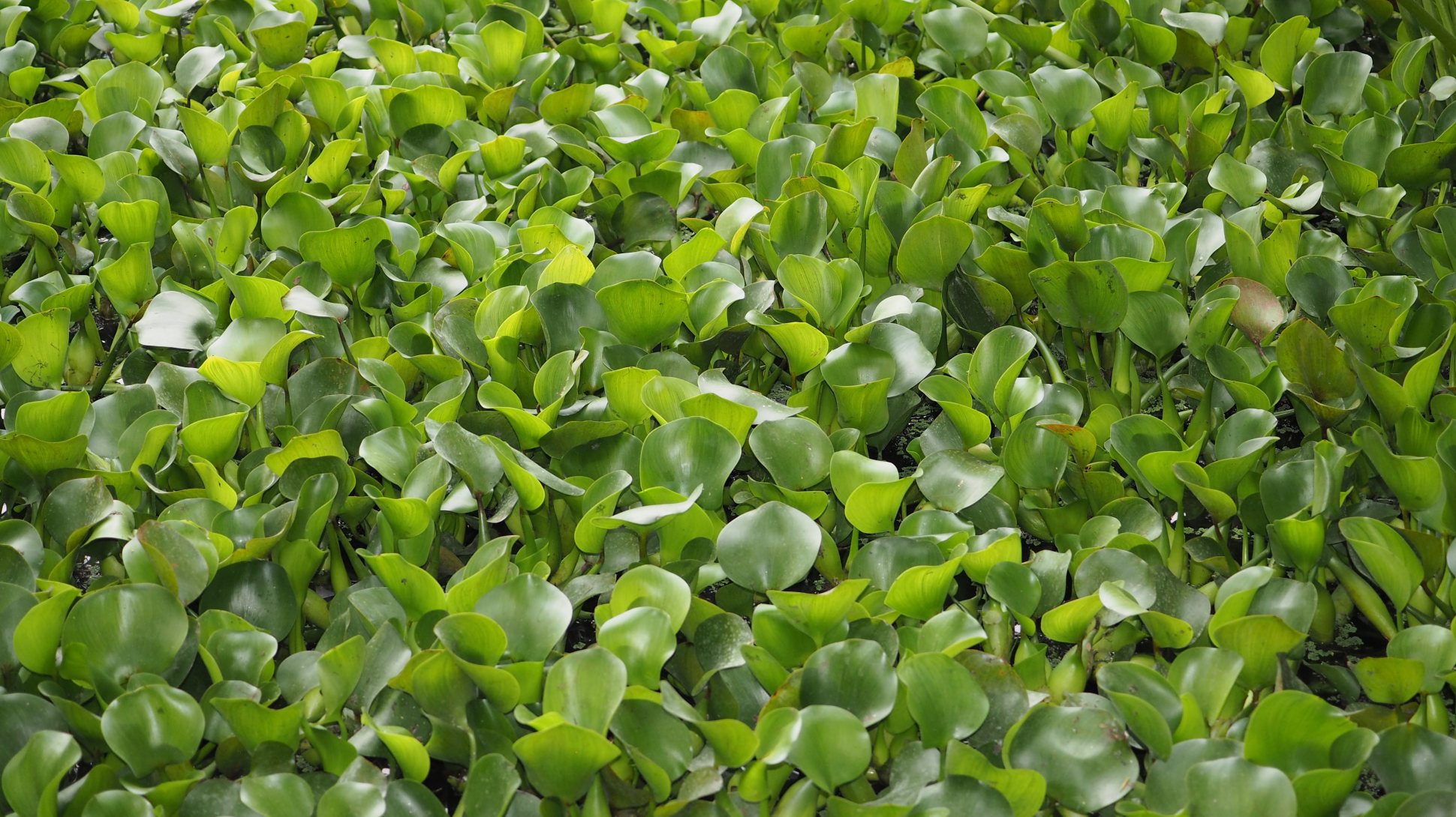 ch-10-the-role-of-water-hyacinth-eichhornia-crassipes-mart-solms