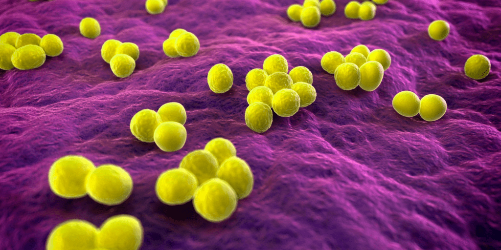 Ch.3: Antimicrobial Properties of Crustacean Chitosan on Staphylococcus Aureus(ATCC6538) and Candida Albicans (ATCC 10231)