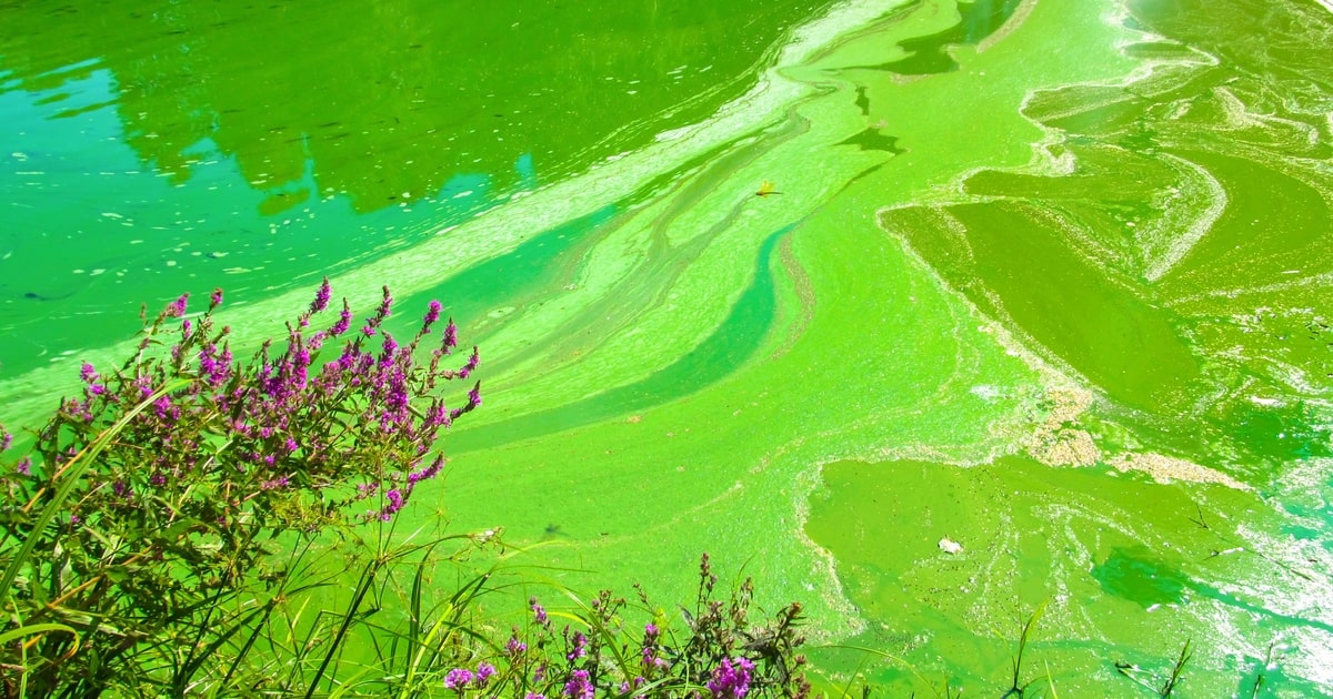 Ch.4: Algal Blooms